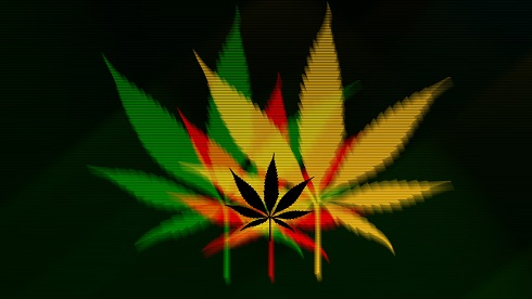 Marihuana bezpečnejšia ako alkohol a cigarety (MEDIA)